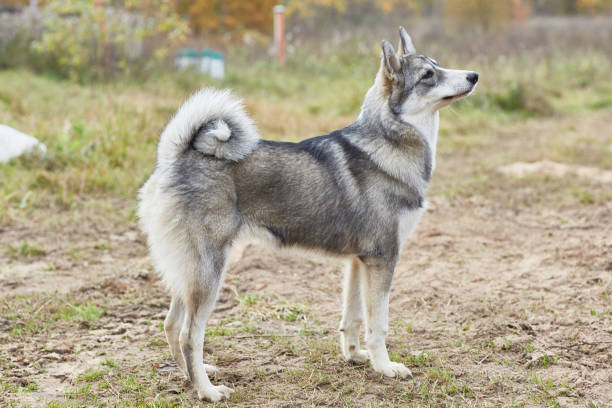 istock West Siberian Laika puppy 6 mounth 1093860724