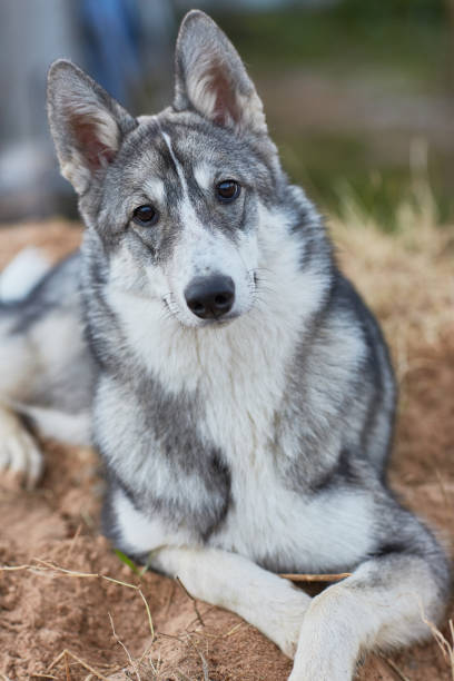 West Siberian Laika puppy 6 mounth stock photo