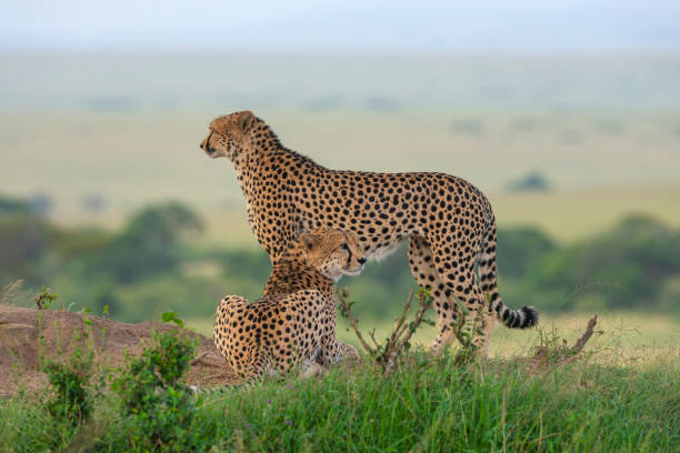 istock Two Cheetahs on a mount, Maasai Mara, Kenya, Africa 1093863044