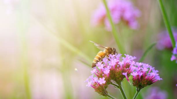 istock bee collecting nectar from a purple flowers 1093867066