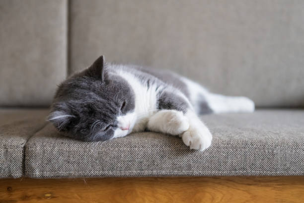istock Cute British short-haired cat, indoor shooting 1093868868