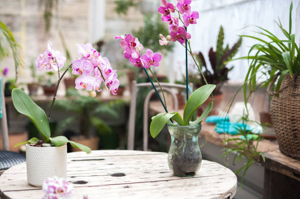 Orchids in the garden. Blooming orchids in a winter diy glass garden Orchids in the garden. Blooming orchids in a winter diy glass garden orchid photos stock pictures, royalty-free photos & images