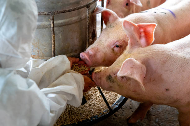 médico veterinario alimentar cerdos en una granja de cerdos - alimentar fotografías e imágenes de stock