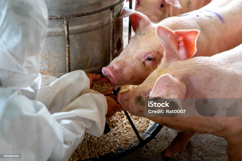 Bác sĩ thú y cho lợn ăn tại trang trại lợn - Trả phí Bản quyền Một lần Lợn Bức ảnh sẵn có Bác sĩ thú y cho lợn ăn tại trang trại lợn - Trả phí Bản quyền Một lần Lợn Bức ảnh sẵn có