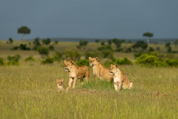 istock Three lioness and cub, Maasai Mara, Kenya, Africa 1093869922