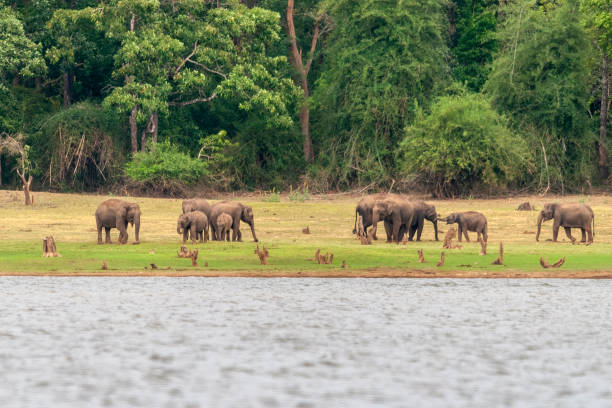 Elephants on the banks of Kabini river, Nagarhole, Karnataka, India stock photo