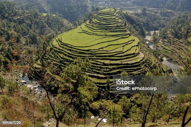 Terrace Fields At Almora Uttarakhand India Stock Photo - Download Image Now - Uttarakhand, Mountain, Hill