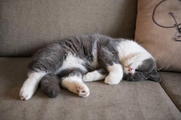 Cute British short-haired cat, indoor shooting