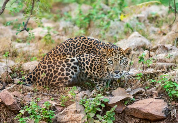 Leopard at Tadoba National Park, Chandrapur district, Maharashtra, India Leopard at Tadoba National Park, Chandrapur district, Maharashtra, India prowling stock pictures, royalty-free photos & images