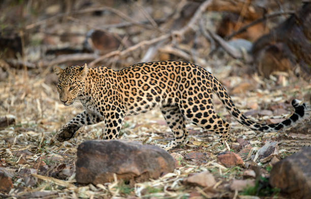 istock Leopard at Tadoba, Chandrapur, Maharashtra, India 1093875110