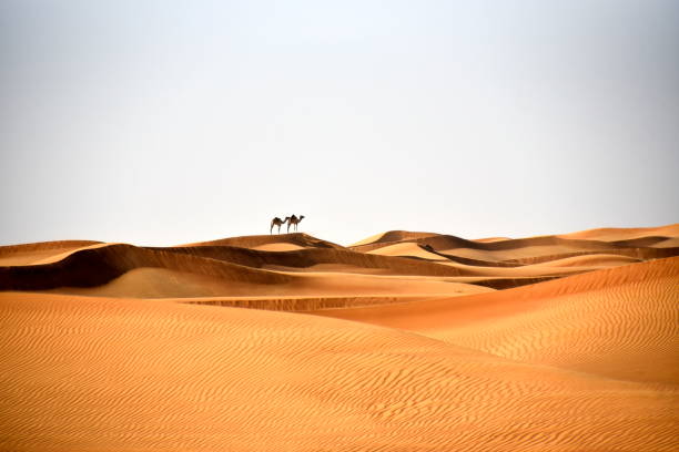 kamele in al bidayer wüste dünen, dubai, vereinigte arabische emirate - dubai united arab emirates traditional culture camel stock-fotos und bilder