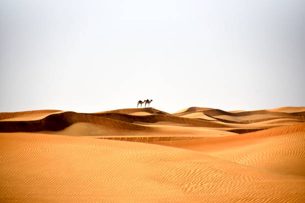 camellos en las dunas al bidayer desierto, dubai, emiratos árabes - herbivorous animals in the wild camel hoofed mammal fotografías e imágenes de stock