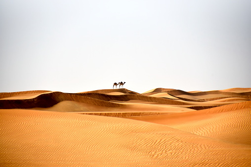 Camels in Al Bidayer Desert dunes, Dubai, United Arab Emirates