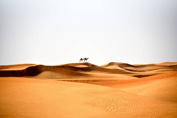 Camels in Al Bidayer Desert dunes, Dubai, United Arab Emirates Camels in Al Bidayer Desert dunes, Dubai, United Arab Emirates dromedary camel photos stock pictures, royalty-free photos & images