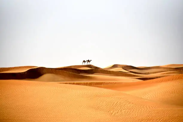 Photo of Camels in Al Bidayer Desert dunes, Dubai, United Arab Emirates