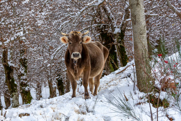 View cow on the snow