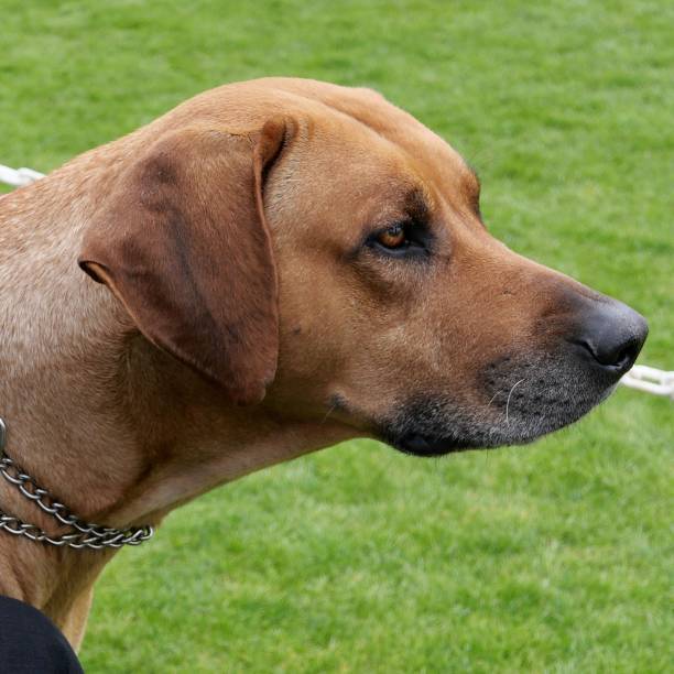 Brown Short Haired Dogs Stock Photo - Download Image Now - Alertness, Animal Body Part, Animal Head - iStock Brown Short Haired Dogs Stock Photo - Download Image Now - Alertness, Animal Body Part, Animal Head - iStock