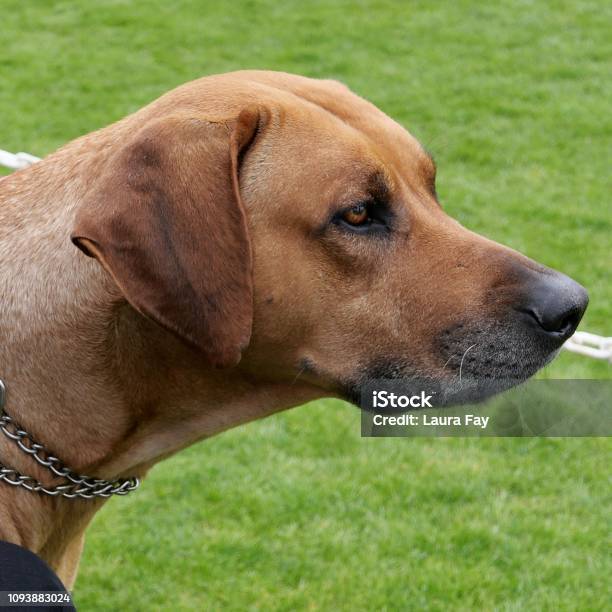 Brown Short Haired Dogs Stock Photo - Download Image Now - Alertness,  Animal Body Part, Animal Head - iStock