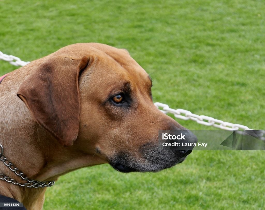 Brown Short Haired Dogs Stock Photo - Download Image Now - Alertness, Animal Body Part, Animal Head - iStock Brown Short Haired Dogs Stock Photo - Download Image Now - Alertness, Animal Body Part, Animal Head - iStock