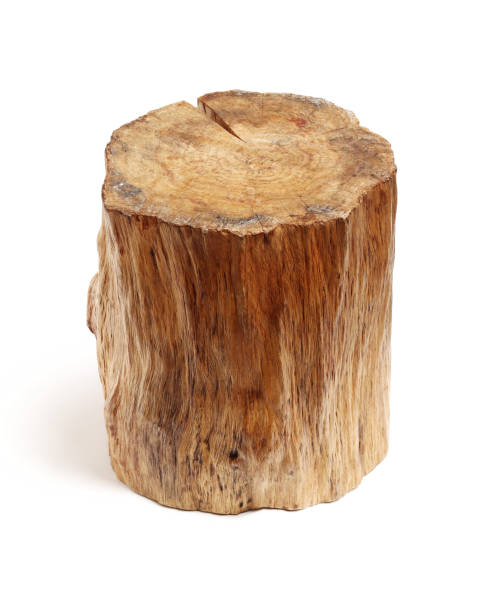 istock Log Wood isolated on a white background 1093885170