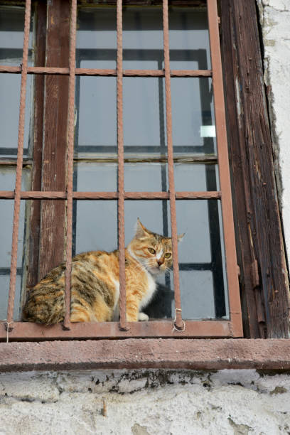 istock portrait of a cat 1093885748