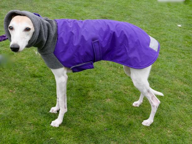犬のファッション - italian greyhound ストックフォトと画像