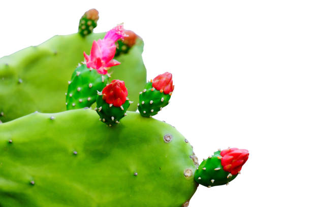 istock Pink flower, cactus flower 1093888554