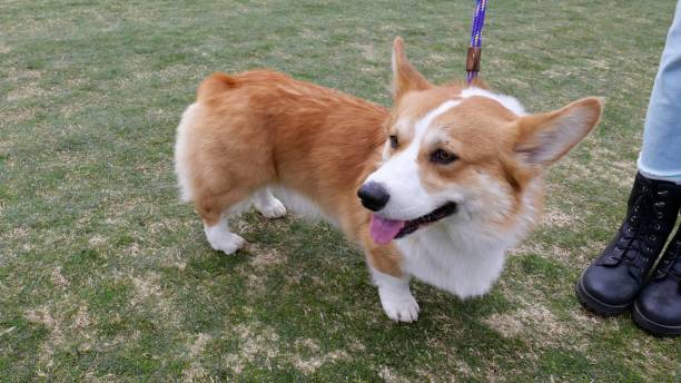 istock Pembroke Welsh Corgi 1093889130