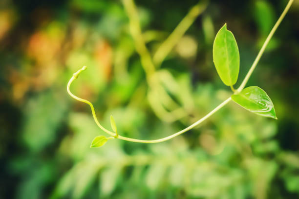 istock green leaves spring nature wallpaper   background 1093889196