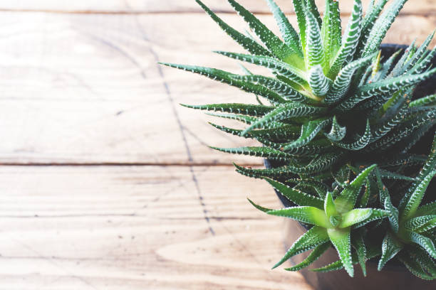 istock Cactus in flowerpot on wooden background. Selective focus. Copy space. 1093892314