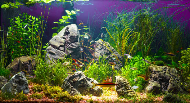 istock Colorful aquarium in home interior 1093892610