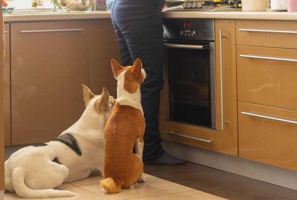 Perro Basenji con su amigo blanco mezclado raza sentada junto a la estufa y esperando pacientemente - foto de stock