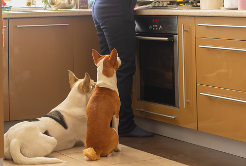 Basenji dog with its mixed breed white friend sitting near stove and patiently waiting till their master finish cooking canine food
