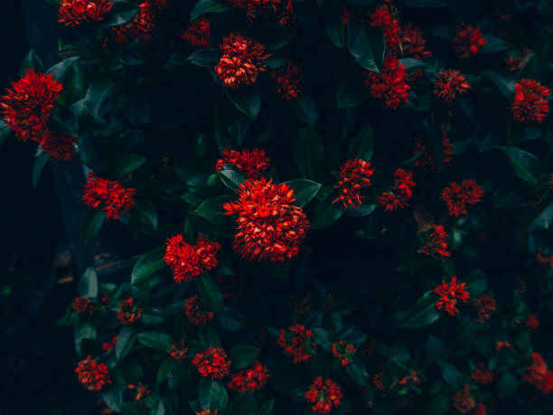 istock Red flowers on green leaves 1093894750