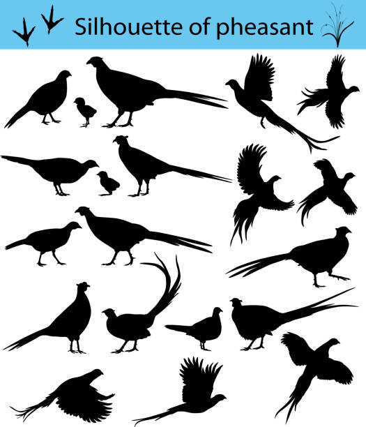 Silhouette of pheasant Collection of silhouettes of common pheasants ornithology stock illustrations