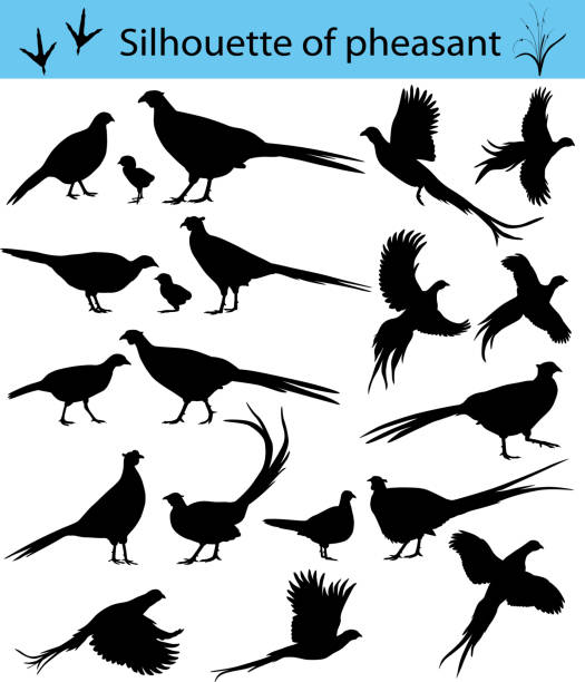 Silhouette of pheasant Collection of silhouettes of common pheasants zoology stock illustrations