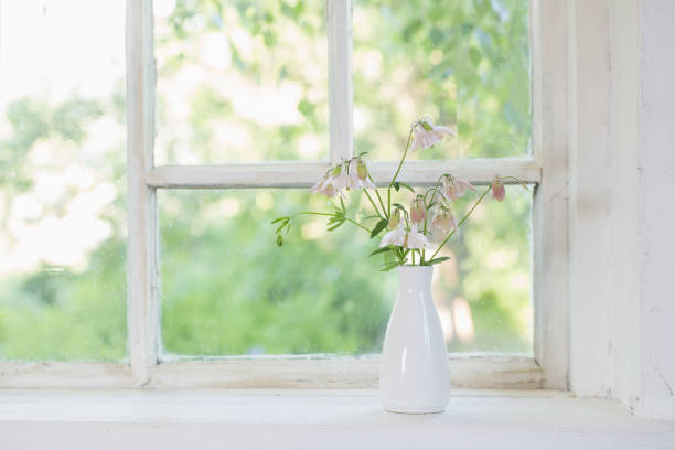 istock columbine flowers in white vase on windowsill 1093896338