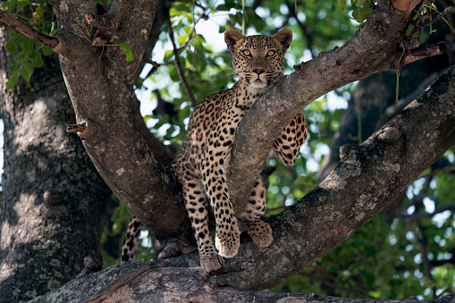 Beautiful female leopard lying on a sausage tree branch, Moremi Game Reserve, Botswana.