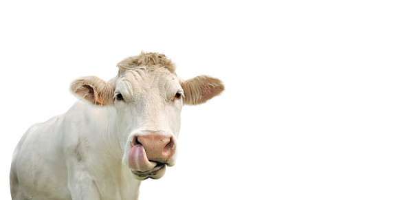 funny portrait of a cow isolated on white in panoramic size