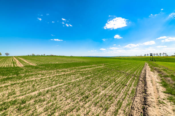 istock Growing wheat grass field, green spring landscape 1093900914
