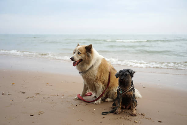 istock Large and small mixed breed dogs sitting on the beautiful beach 1093901020