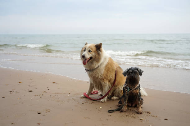 istock Large and small mixed breed dogs sitting on the beautiful beach 1093901134