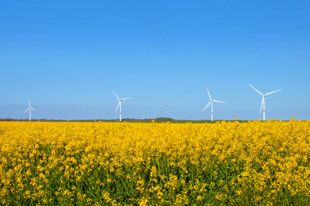 istock Rapeseed field and wind turbines 1093903942