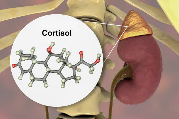 Molecule of cortisol hormone and adrenal gland Molecule of cortisol hormone and adrenal gland, 3D illustration. Cortisol is a steroid hormone of glucocoticoid class made in the cortex of adrenals Cortisol stock pictures, royalty-free photos & images