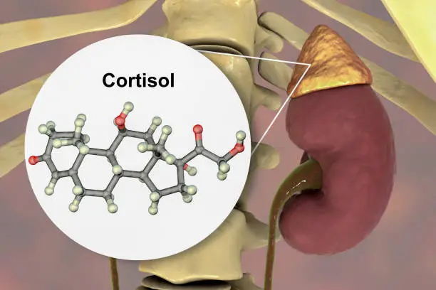 Photo of Molecule of cortisol hormone and adrenal gland