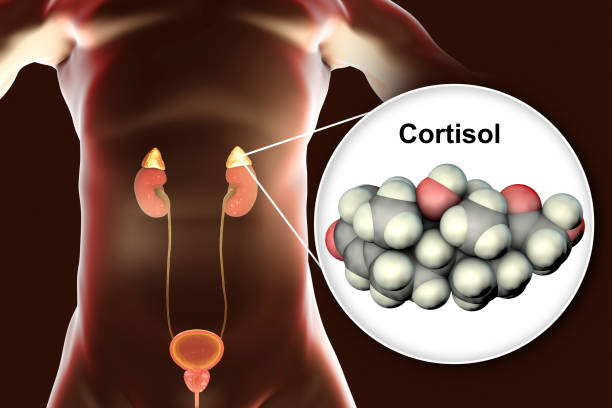 Molécule de l’hormone cortisol et glandes surrénales - Photo
