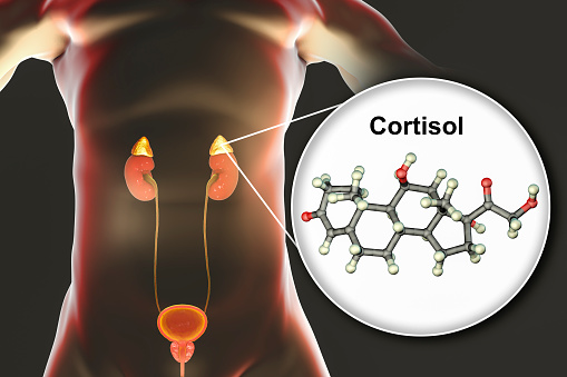 Molecule of cortisol hormone and adrenal gland, 3D illustration. Cortisol is a steroid hormone of glucocoticoid class made in the cortex of adrenals