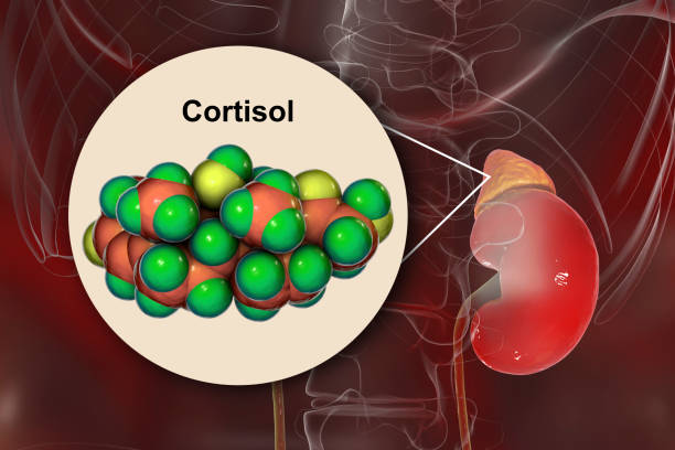 Molecule of cortisol hormone and adrenal gland Molecule of cortisol hormone and adrenal gland, 3D illustration. Cortisol is a steroid hormone of glucocoticoid class made in the cortex of adrenals Cushing Syndrome stock pictures, royalty-free photos & images