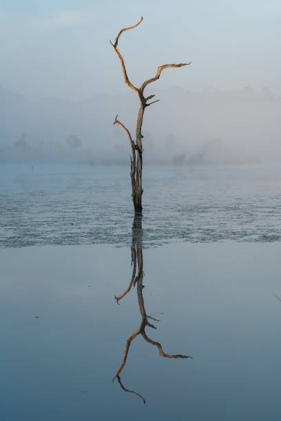 istock Lonely dead tree in a pond with morning sunlight shining on top and its reflection with misty background 1093909294