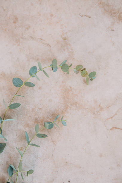 istock branch eucalyptus green background sand stones 1093911452